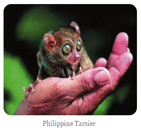 tarsier