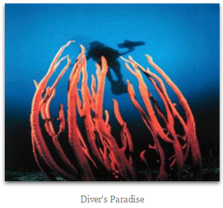 divers-paradise