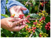 COFFEE industry