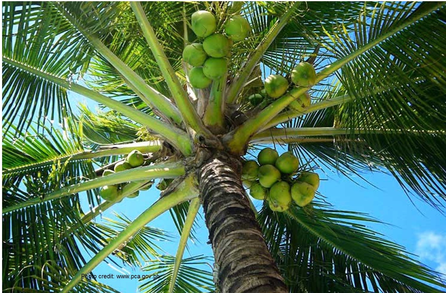 CoconutTree PCA2